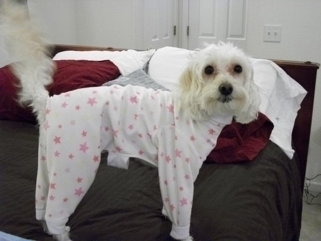 Choosing best clothes for your pets