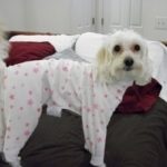 Choosing best clothes for your pets