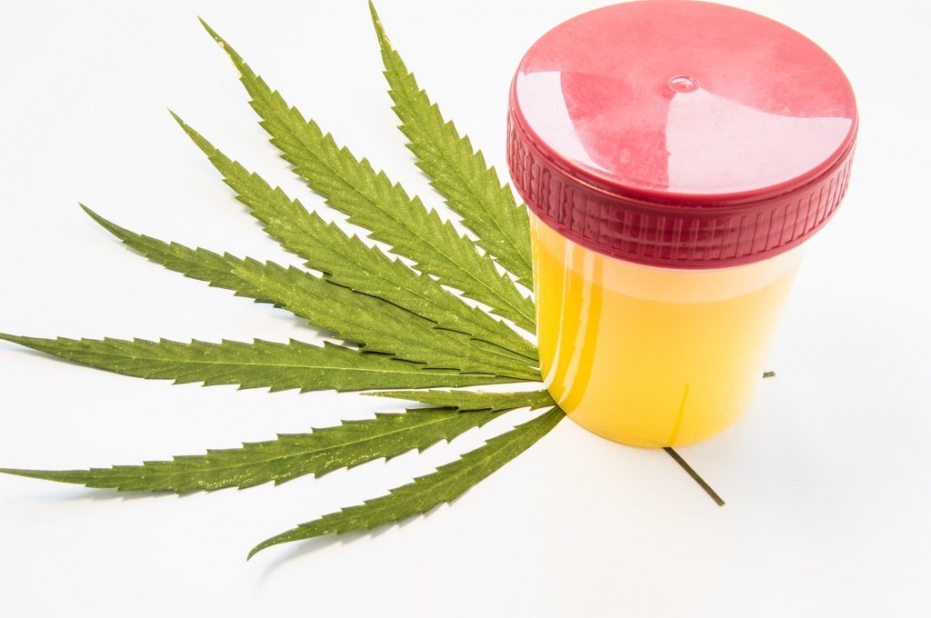 SYNTHETIC URINE TEST – IT IS EASY TO PASS