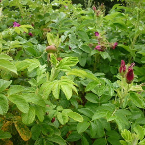 hedge management