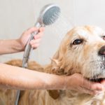 mobile pet grooming miami