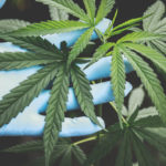 A Beginners’ Guide To Cannabis Edibles | Is It For You?