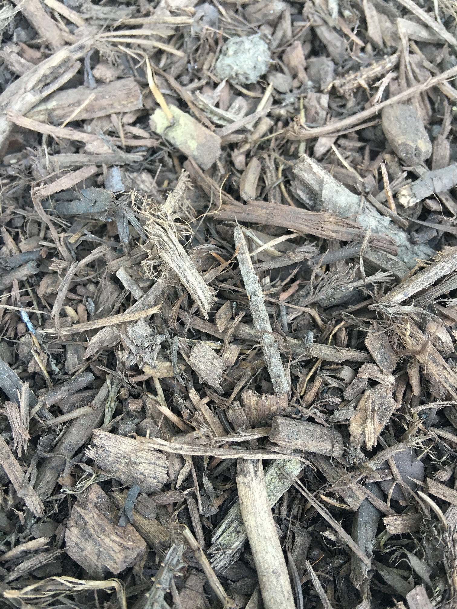 wood chip