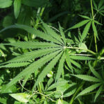 delta 8 THC